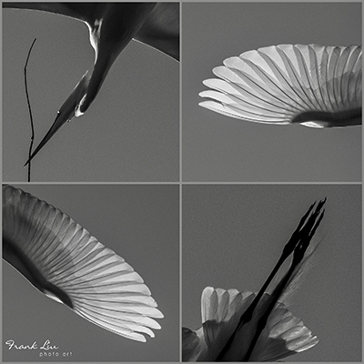 “A Hardworking Great Egret” by Frank Liu, Wildlife Photographer, USA