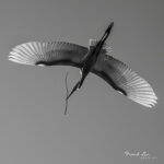 “A Hardworking Great Egret”, Courtesy: Frank Liu, Wildlife Photographer, USA
