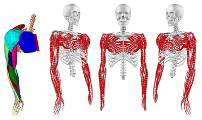 By Toki Migimatsu, the musculoskeletal model figure, PhD in CS, Stanford University, USA