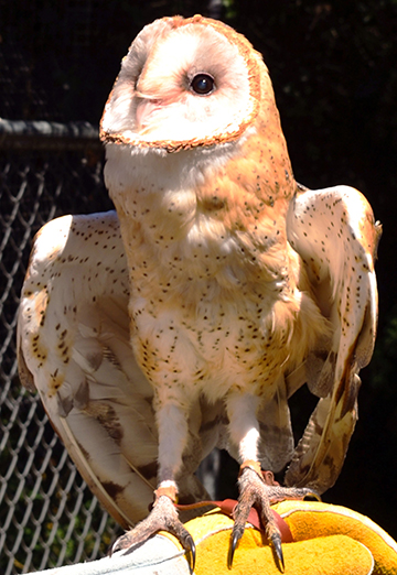 Barn Owl by The Bird Rescue Center of Sonoma County, CA, USA