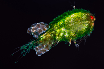 "Copepod with epibiotic growth of a green algae" by Dr. Håkan Kvarnström, Micrographist, Sweden