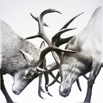"Elk" by Julian Regino, Graphite Pencil Artist, Canada
