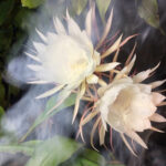 Night Blooming Cereus, Painting by T. L. Liang, Painter, Artist, CA, USA