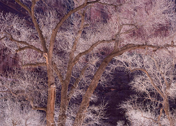 "Cottonwood Glow" by Frank Sirona, Large Format Film Photographer, USA