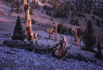"Burning Trees" by Frank Sirona, Large Format Film Photographer, USA