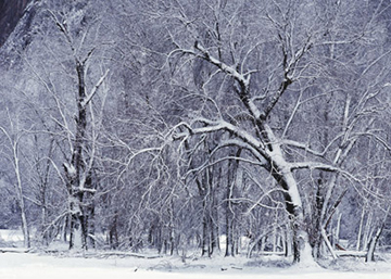"Snowbound" by Frank Sirona, Large Format Film Photographer, USA