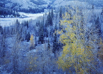 "Early Snow" bt Frank Sirona, Large Format Film Photographer, USA