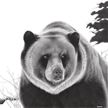 "Grizzly", Bear Drawing by Julian Regino, Graphite Pencil Artist, Canada