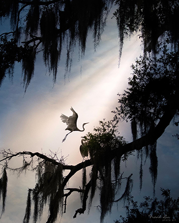 "Graceful Forest" by Frank Liu, Wildlife Photographer, USA