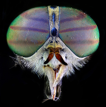 "Horsefly head" by Andrei Savitsky, Micrographist, Ukraine