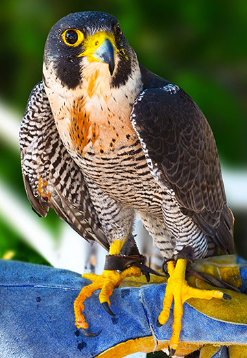 Peregrine Falcon by The Bird Rescue Center of Sonoma County, CA, USA