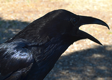 Raven by The Bird Rescue Center of Sonoma County, CA, USA