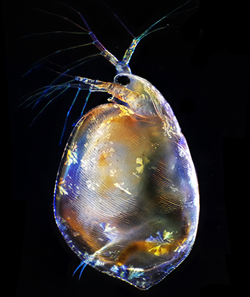 "Сladocera Simocephalus" by Andrei Savitsky, Micrographist, Ukraine