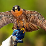 Peregrine Falcon by Jeremy Nichols, Chairman of The Bird Rescue Center of Sonoma County, CA, USA