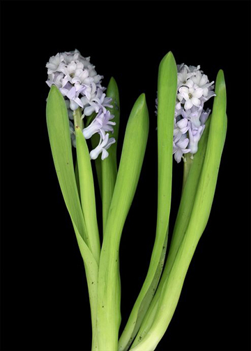 Hyacinth by Mary K. Shisler, Botanical and Outdoor Photographer, Bay Area, CA, USA