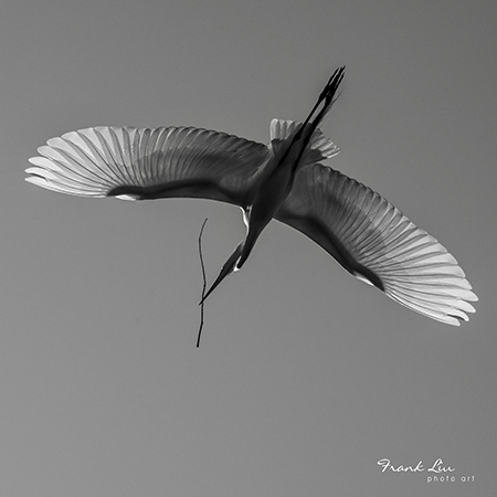 “A Hardworking Great Egret” by Frank Liu, Wildlife Photographer, USA
