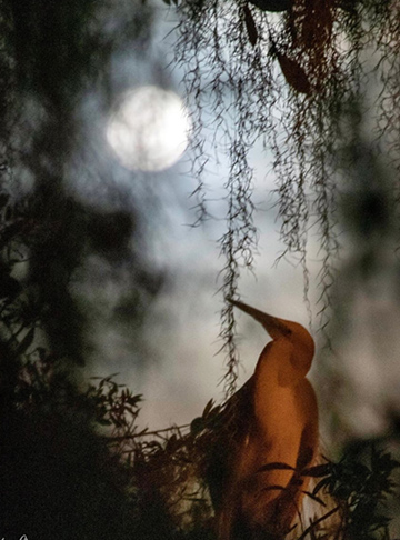 “A Tranquil Night” by Frank Liu, Wildlife Photographer, USA