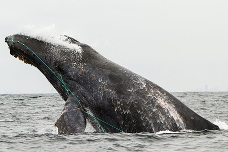 Scarlet was photographed tangled in a line in August, 2016 off Newport Beach (Courtesy: Mark Girardea