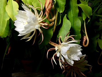 Night Blooming Cereus by T. L. Liang, Painter, Artist, CA, USA