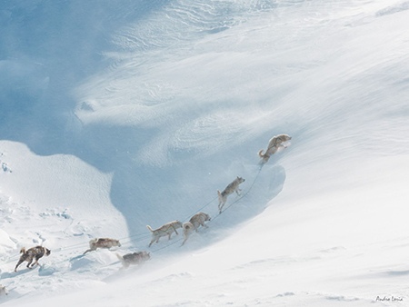 Dog-sledding trip in Greenland by Andro Loria, Outdoor Photographer, England
