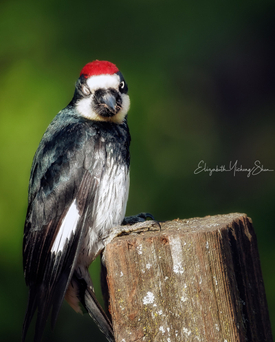 Woodpecker by Elizabeth Shen, Wildlife Photographer, Bay Area, CA, USA