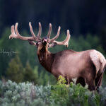 Elk by Elizabeth Shen, Wildlife Photographer, Bay Area, CA, USA