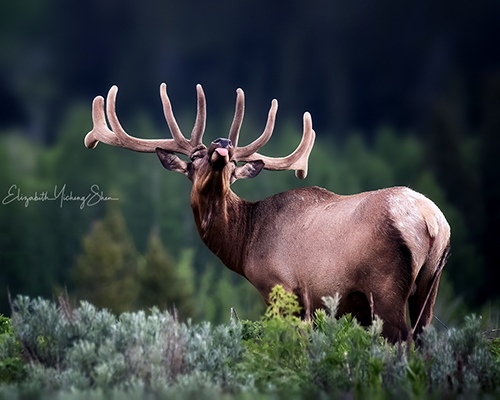 Elk by Elizabeth Shen, Wildlife Photographer, Bay Area, CA, USA