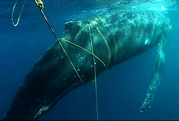 Entangled Whale by Fishing Line, Department of Environment and Conservation, USA