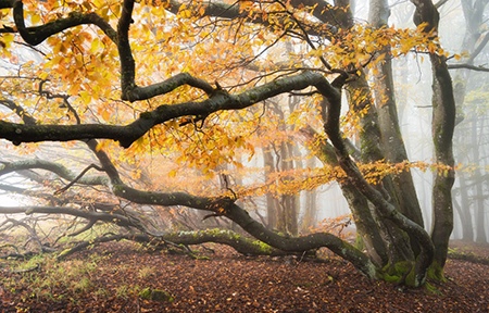 Autumn Foliage by Heiko Gerlicher, Outdoor Photographer, Germany