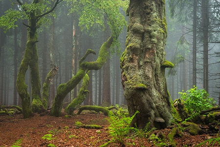 Trees and Moss by by Heiko Gerlicher, Outdoor Photographer, Germany