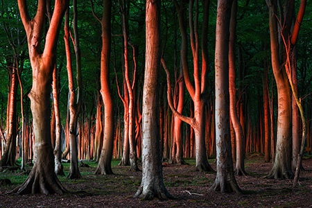Flaming Trees by Heiko Gerlicher, Outdoor Photographer, Germany