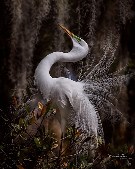 "Message" by Frank Liu, Wildlife Photographer, USA