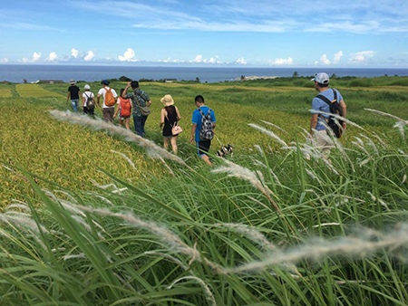 Rice Field by Anne Wu, Biologist, Entrepreneur, Taiwan
