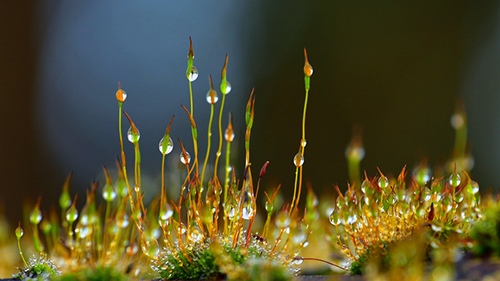 Macro photo of moss after the rain by Robert Marku, Biologist, Micrographist, UK