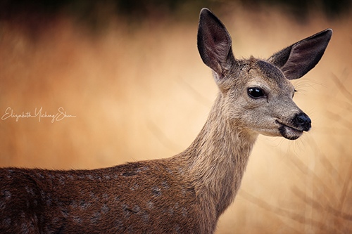 A baby deer by Elizabeth Shen, Wildlife Photographer, Bay Area, CA, USA