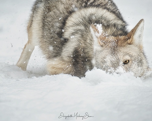 A young coyote playing with snow in Yellowstone National Park by Elizabeth Shen, Wildlife Photographer, Bay Area, CA, USA