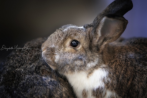 Rabbit by Elizabeth Shen, Wildlife Photographer, Bay Area, CA, USA