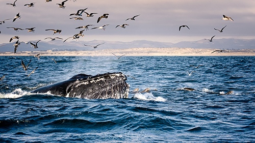 Migrating humpback whale passing Monterey Bay by Elizabeth Shen, Wildlife Photographer, Bay Area, CA, USA