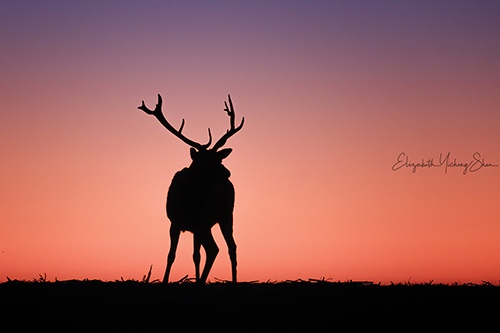 A Tule elk at Point Reyes National Park by Elizabeth Shen, Wildlife Photographer, Bay Area, CA, USA