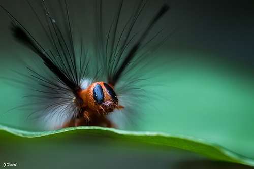 A Caterpillar in Ghana by Guilhem Duvot, Biology & Outdoor Photographer, France