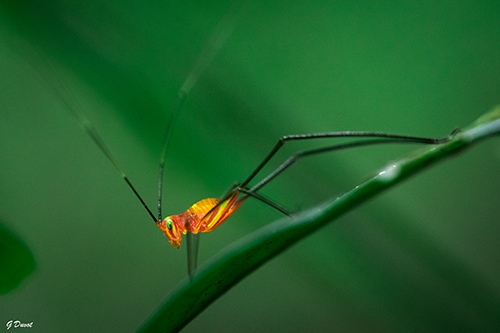 A Forest Grasshopper in Ghana by Guilhem Duvot, Biology & Outdoor Photographer, France