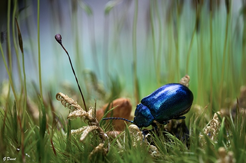Beetle in Switzerland by Guilhem, Biology & Outdoor Photographer, France