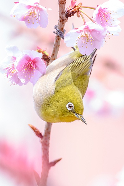 Japanese Zosterops on a cherry tree by Michel , Outdoor Photographer, France