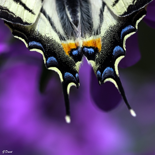 Butterfly in Lozère, France by Guilhem Duvot, Biology & Outdoor Photographer, France