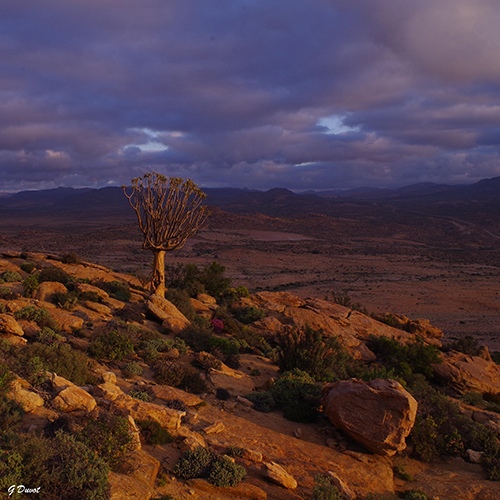 Landscape from Namaqualand in South Africa by Guilhem Duvot, Biology & Outdoor Photographer, France