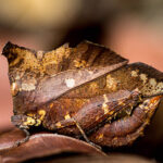“Dead leaf or almost” by Guilhem, Biology & Outdoor Photographer, France