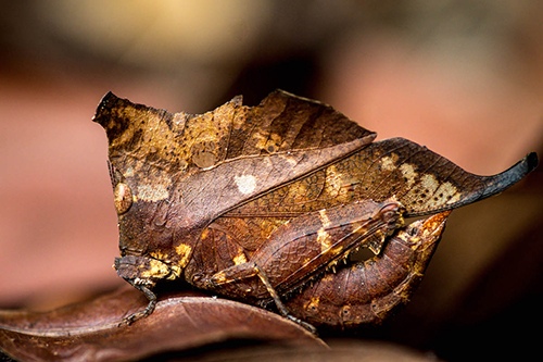 “Dead leaf or almost” by Guilhem, Biology & Outdoor Photographer, France