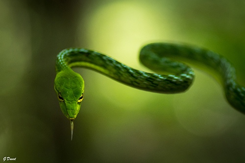 Aethulla Prasina from Gunung Leuser in Sumatra by Guilhem Duvot, Biology & Outdoor Photographer, France