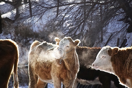 Cows in the farmland in Wulan Butong, Inner Mongolia by Robin Hsu, Administrator, Taiwan, China