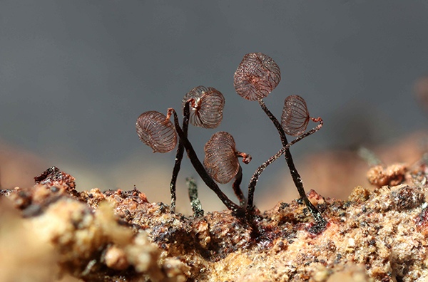 Cribraria cancellata by Sarah Lloyd, Naturalist, Volunteer in Tasmania, Australia